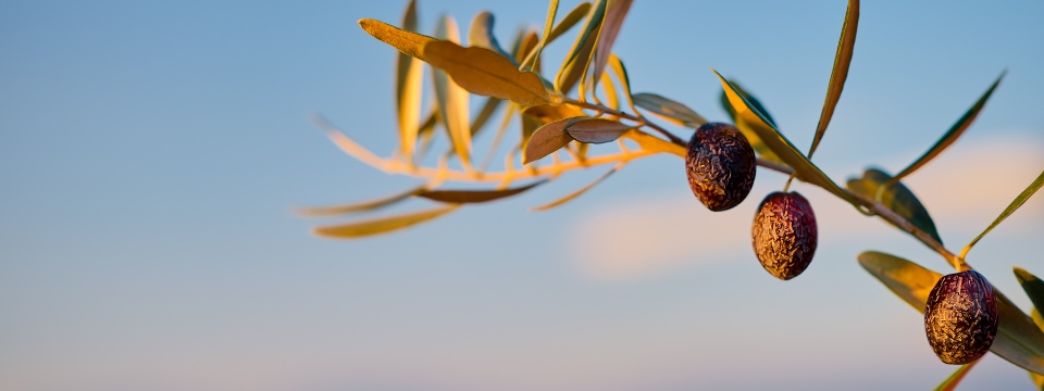 Huiles d'olives de Kabylie